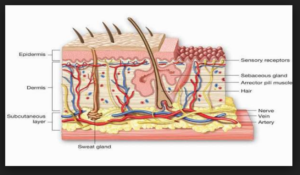 Dermis